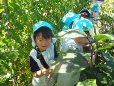 私立　認定こども園　北条幼稚園