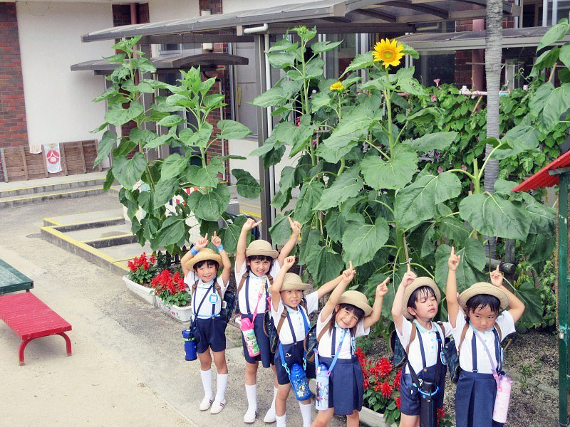 私立　桃山幼稚園